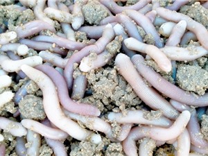 Phú Yên: Nuôi kết hợp sá sùng với tôm thẻ chân trắng